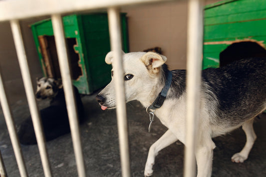 Örökbefogadás – felelős döntés szívvel és ésszel