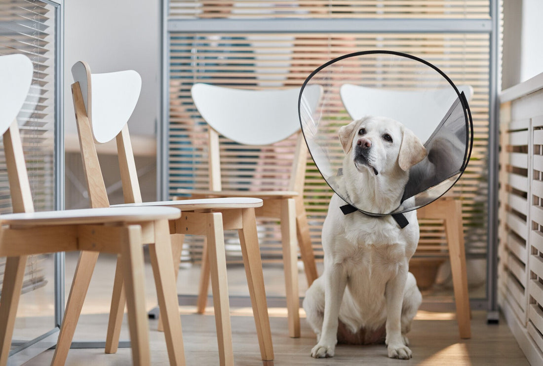 Miért érdemes kutyabiztosítást kötni?