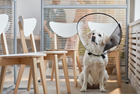 Miért érdemes kutyabiztosítást kötni?