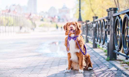 Kutyasétáltatás Budapesten